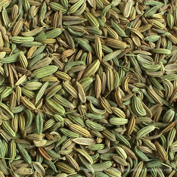 25kgs/50kgs PP Bags China Best-Selling Fennel Seeds
